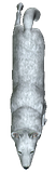 th_Dyana.png
