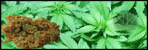 chron2_zpse2e26175.gif