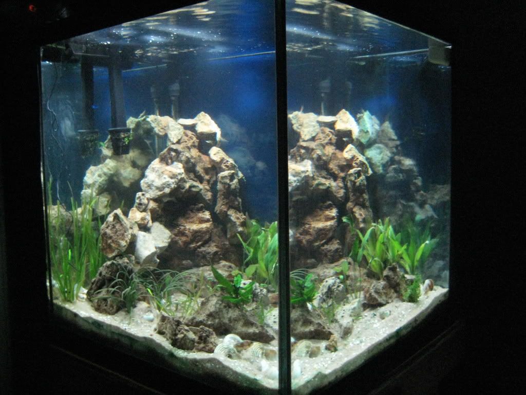 Cichlid Forum Stocking Aquascaping Help Plz 60 Gallon Cube