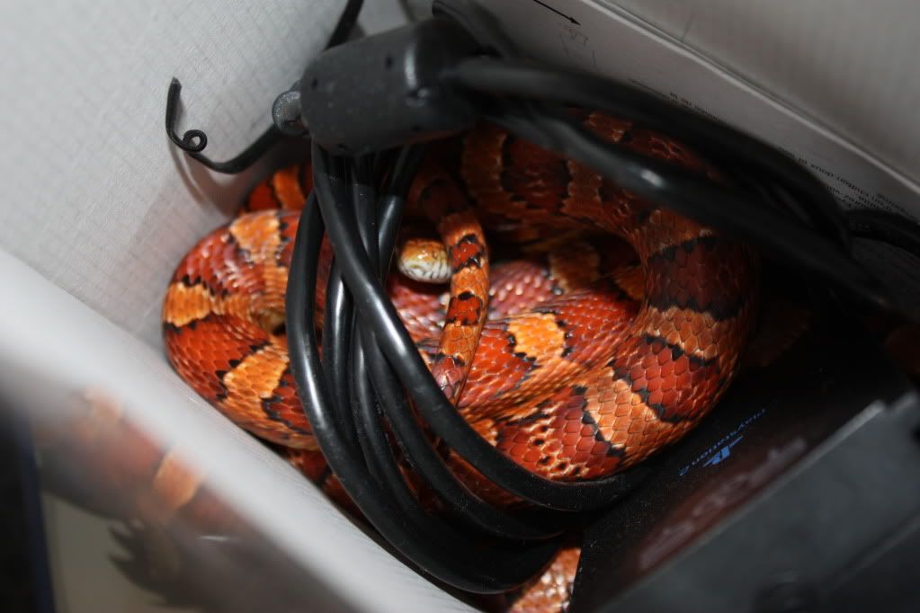 Corn Snake escaped big problem. Reptile Forums