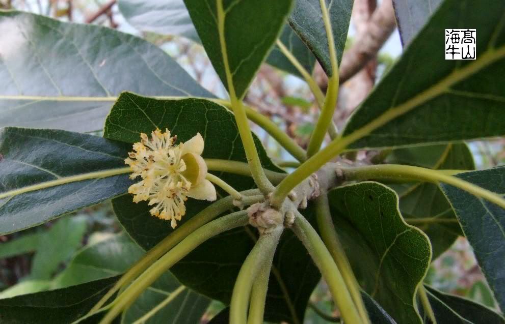 潺槁树 litsea glutinosa 樟科(乔木)