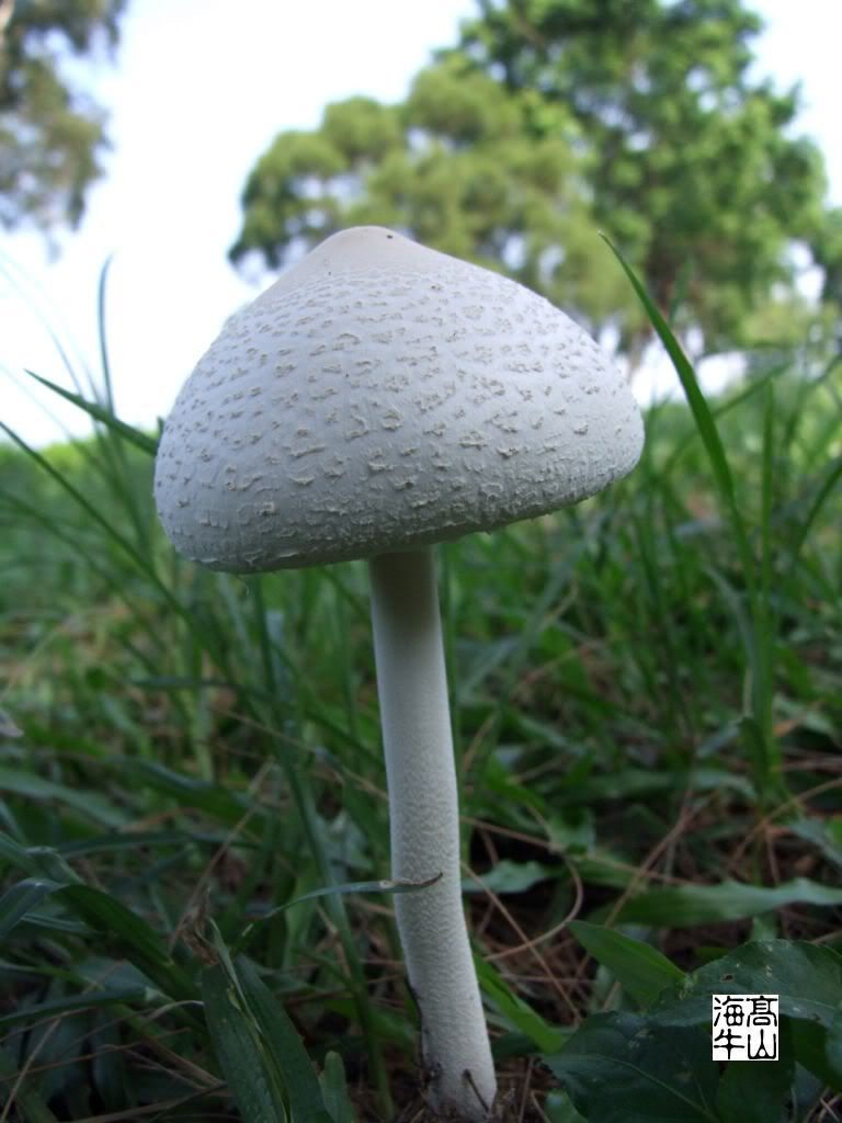 macrolepiota procera 高大环柄菇?