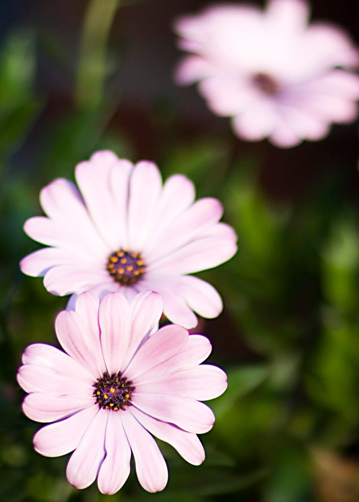 IMAGE: http://i571.photobucket.com/albums/ss153/drsimnal/IMG_7485.jpg