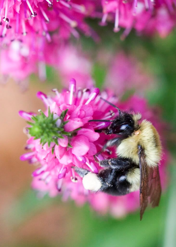 IMAGE: http://i571.photobucket.com/albums/ss153/drsimnal/IMG_7501.jpg