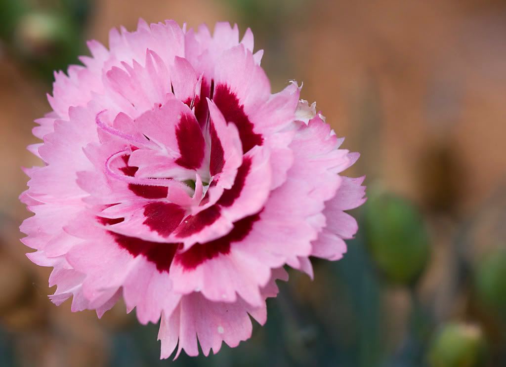 IMAGE: http://i571.photobucket.com/albums/ss153/drsimnal/IMG_7512.jpg