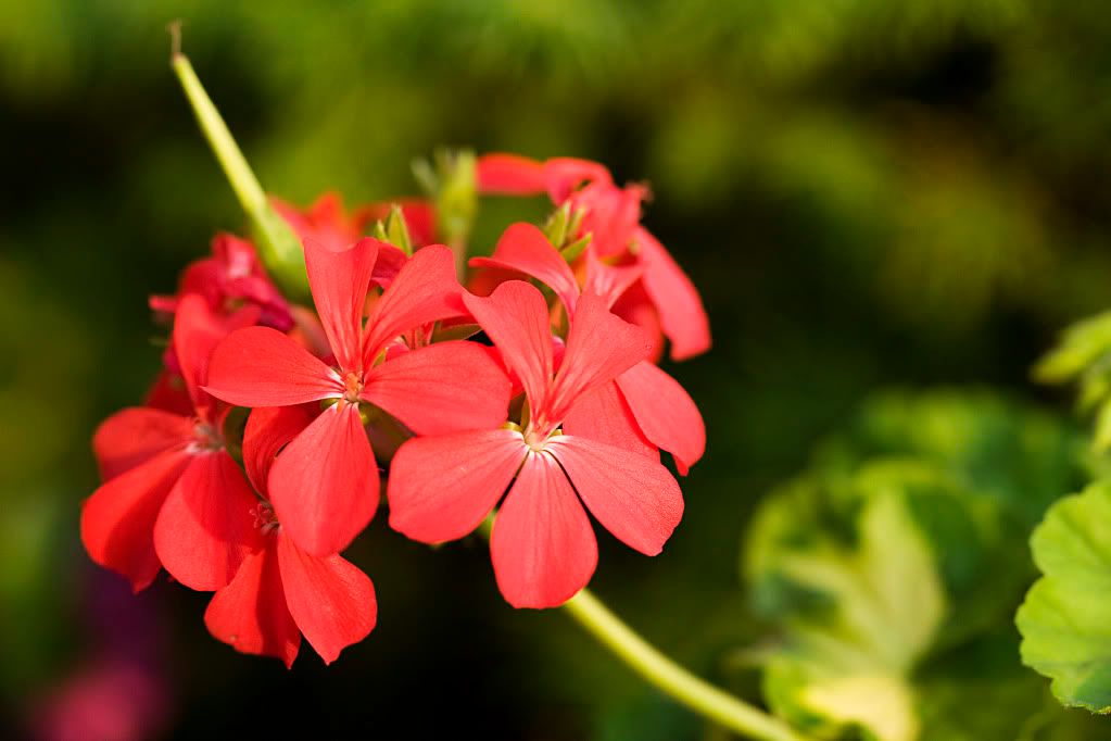 IMAGE: http://i571.photobucket.com/albums/ss153/drsimnal/IMG_7552.jpg