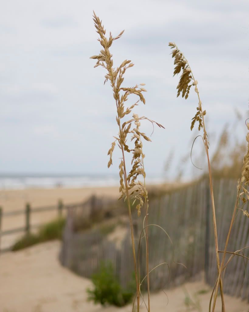 IMAGE: http://i571.photobucket.com/albums/ss153/drsimnal/seagrassjustframed8x10wleftgrassclo.jpg