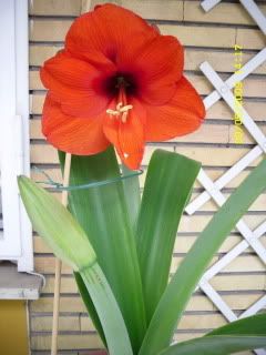 hippeastrum.jpg
