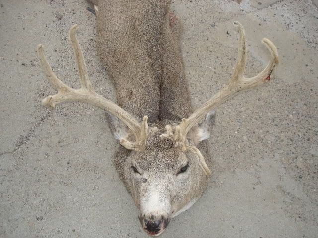 bills09buck003.jpg