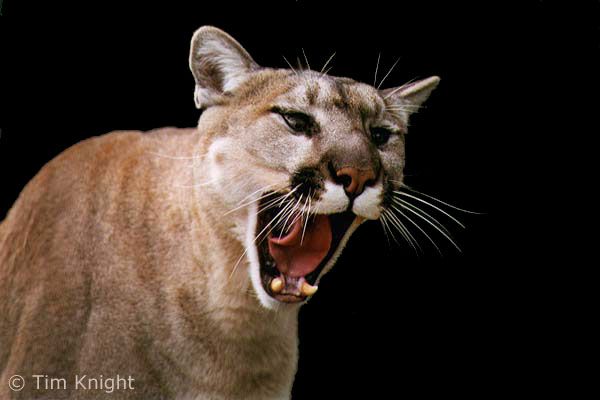 cougar Pictures, Images and Photos
