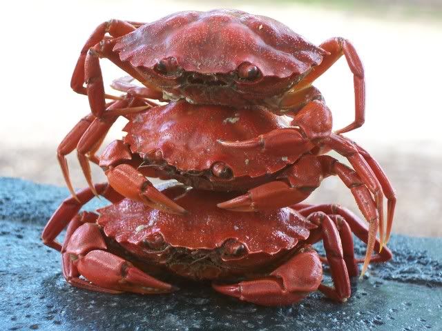 3Crabs.jpg