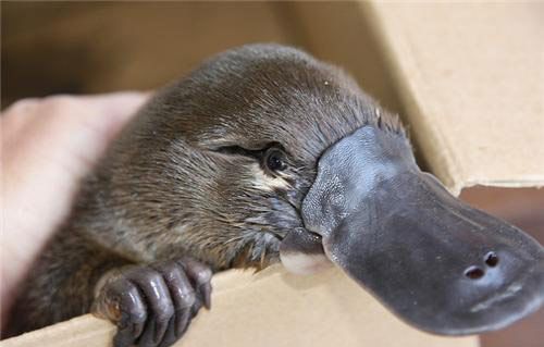 baby%20platypus.jpg