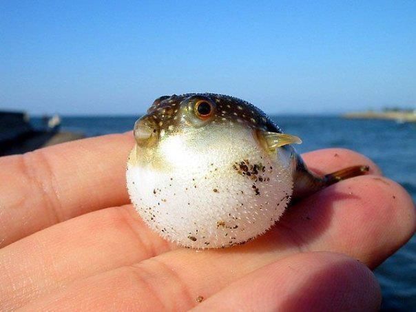 blowfish.jpg