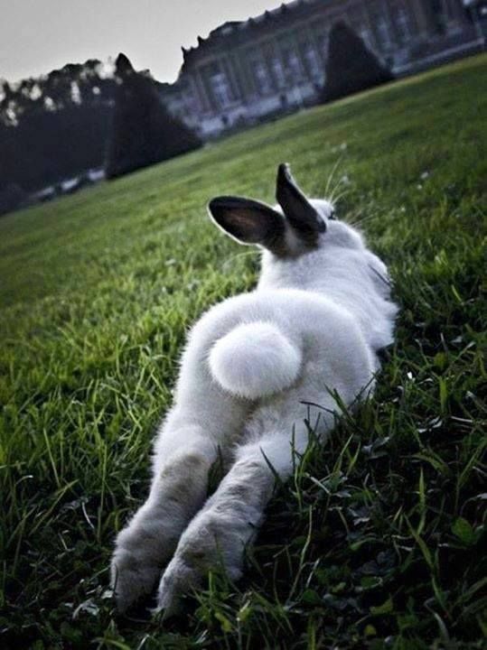 bunnybum.jpg