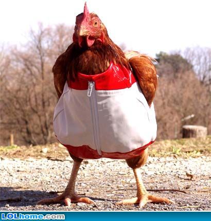 chickenclothes-1.jpg