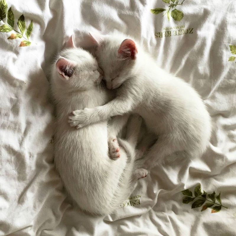 cuddlykittens.jpg