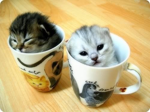 cup-o-kittens.jpg