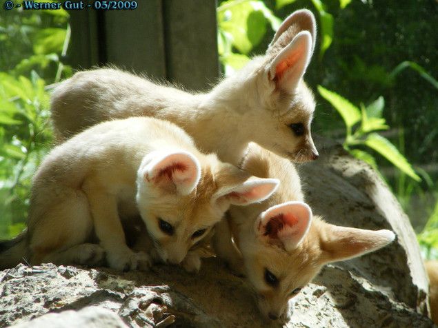 curious-fennec-fox-pups.jpg