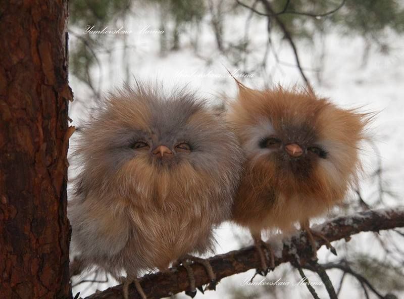 fluffy%20owls.jpg