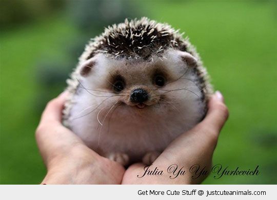 hedgepig2.jpg