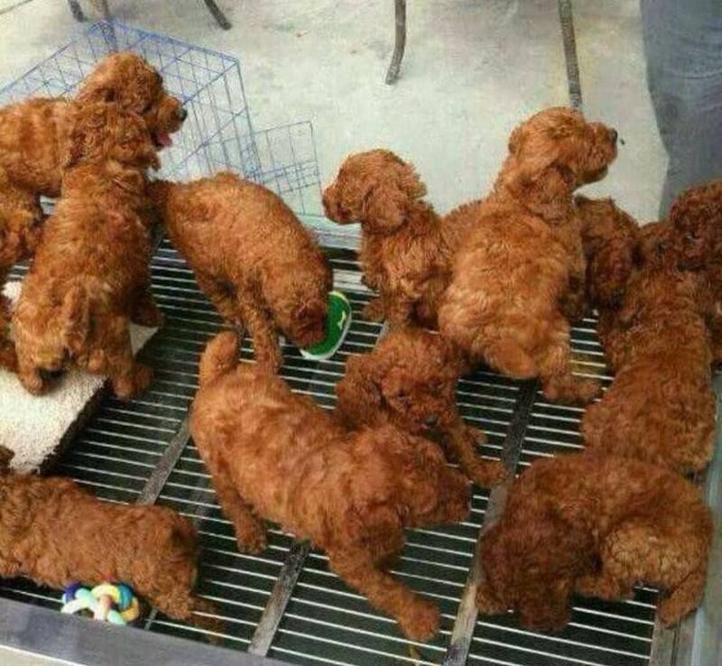 kfc%20doggies.jpg