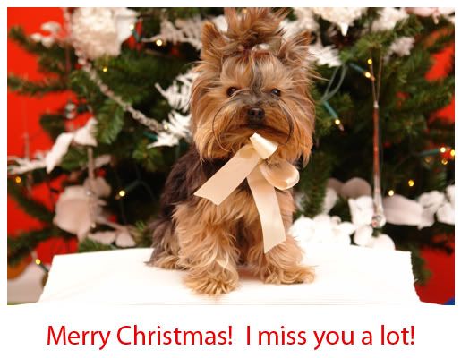 merry-xmas.jpg