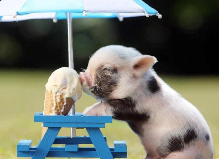 piggy%20ice%20cream.jpeg