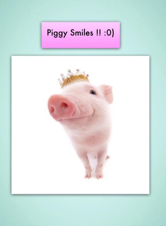 piggy%20smile%2001.jpg