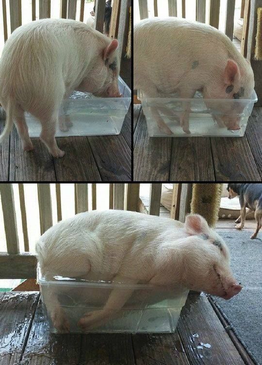 piggybath.jpg