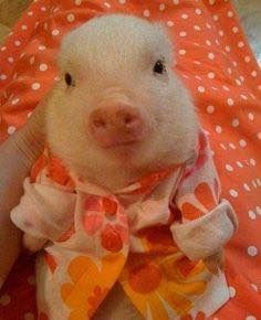 piglet%20in%20housecoat.jpg