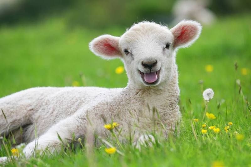 smiling%20lamb.jpg