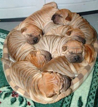 wrinkly%20pups.jpg