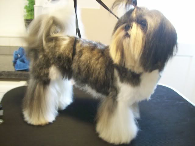 Grooming+shih+tzu