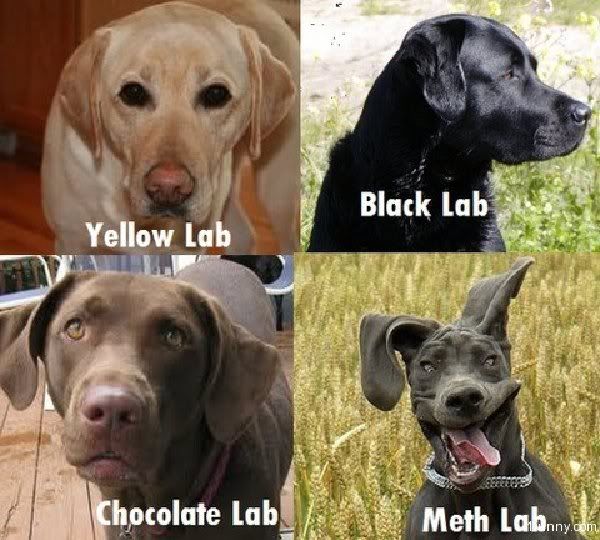 lab.jpg