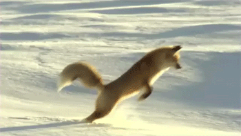IMAGE(http://i571.photobucket.com/albums/ss156/puzzled11/funny-gif-fox-jumping-snow.gif)