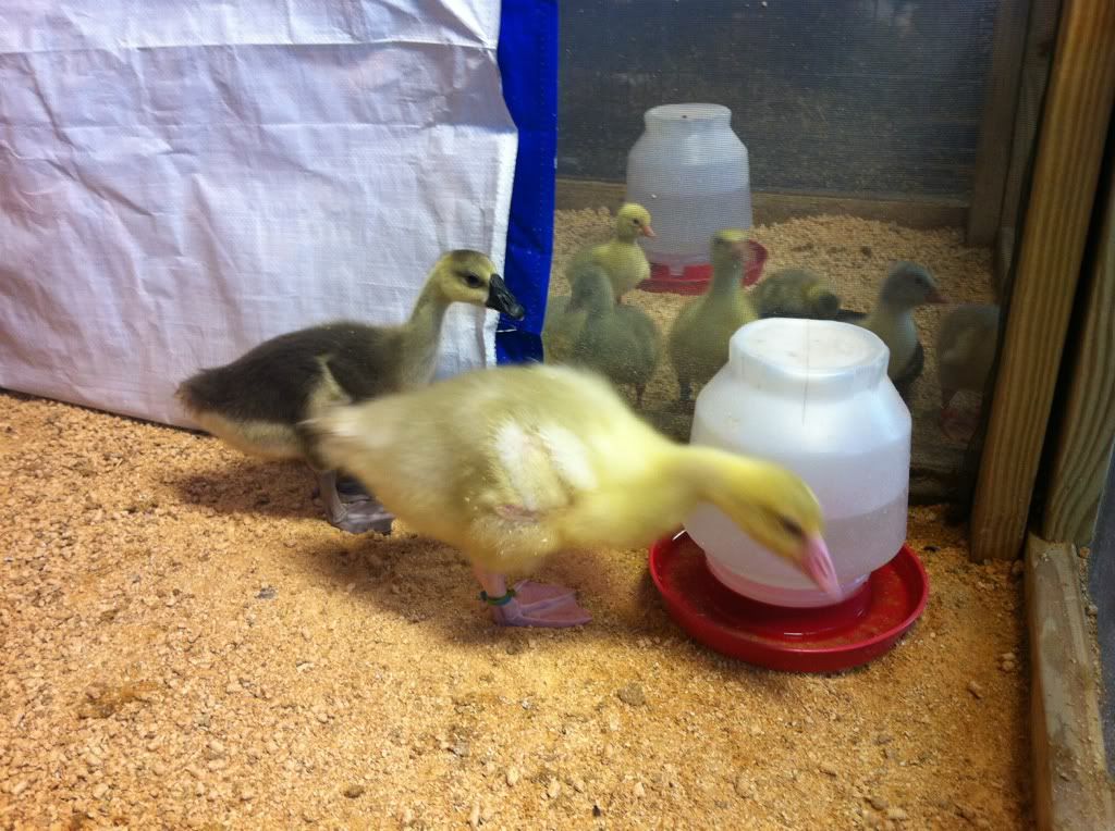 What is the best waterer for ducks BackYard Chickens Learn How to