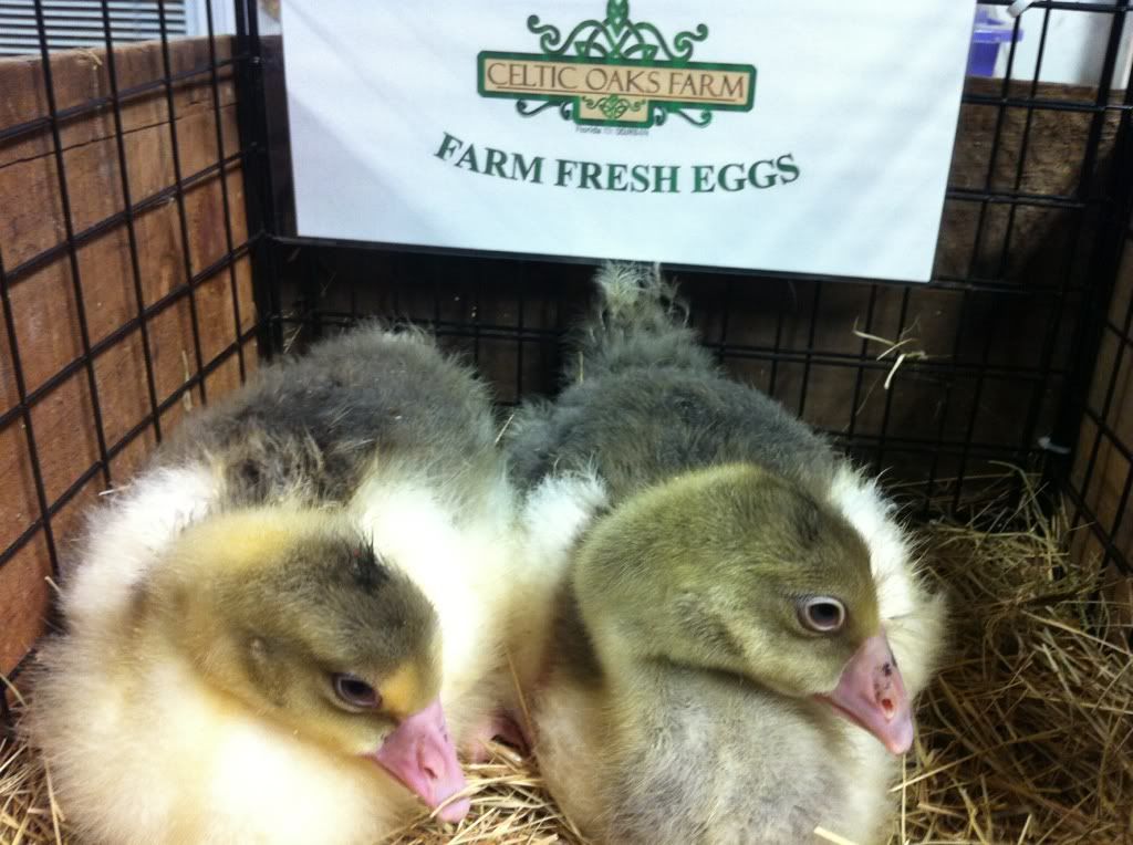 Grey Saddleback Pomeranian goslings FL Shipping Available BackYard