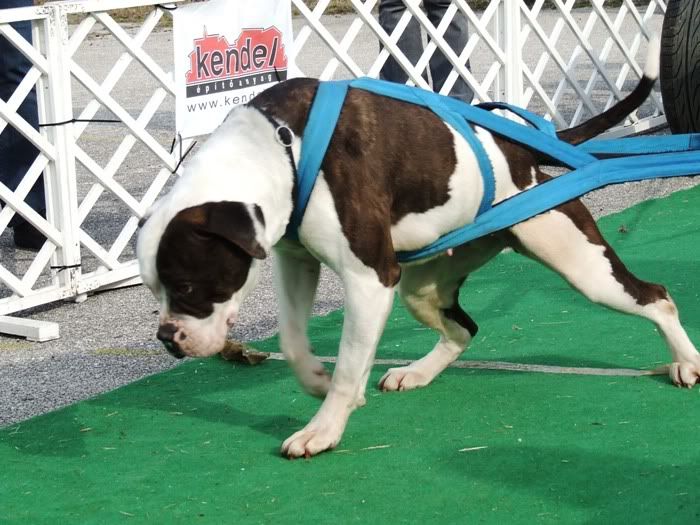 Irondog8.jpg