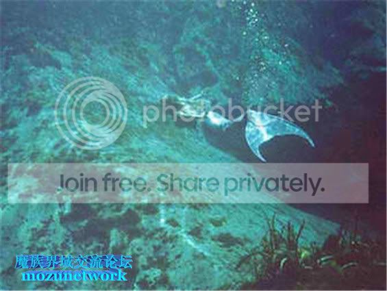 美军潜艇拍到美人鱼原图片 - 奇闻怪事 - 魔族界域 - powered by