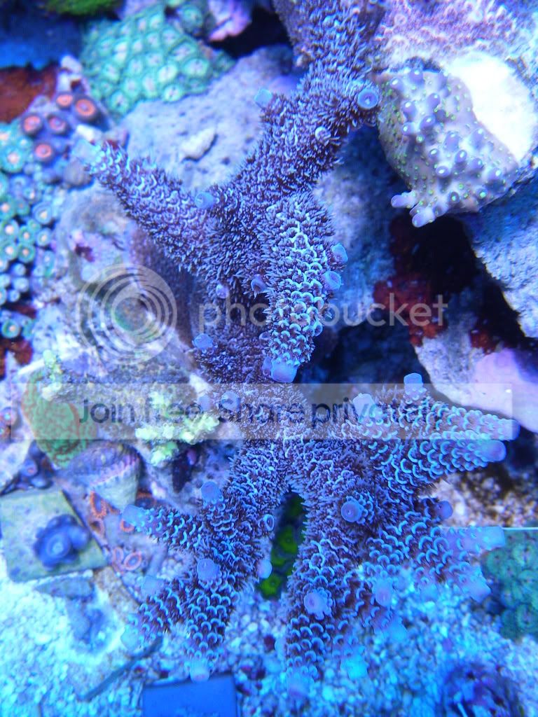 SPS - Eye Candy | Page 30 | Reef2Reef
