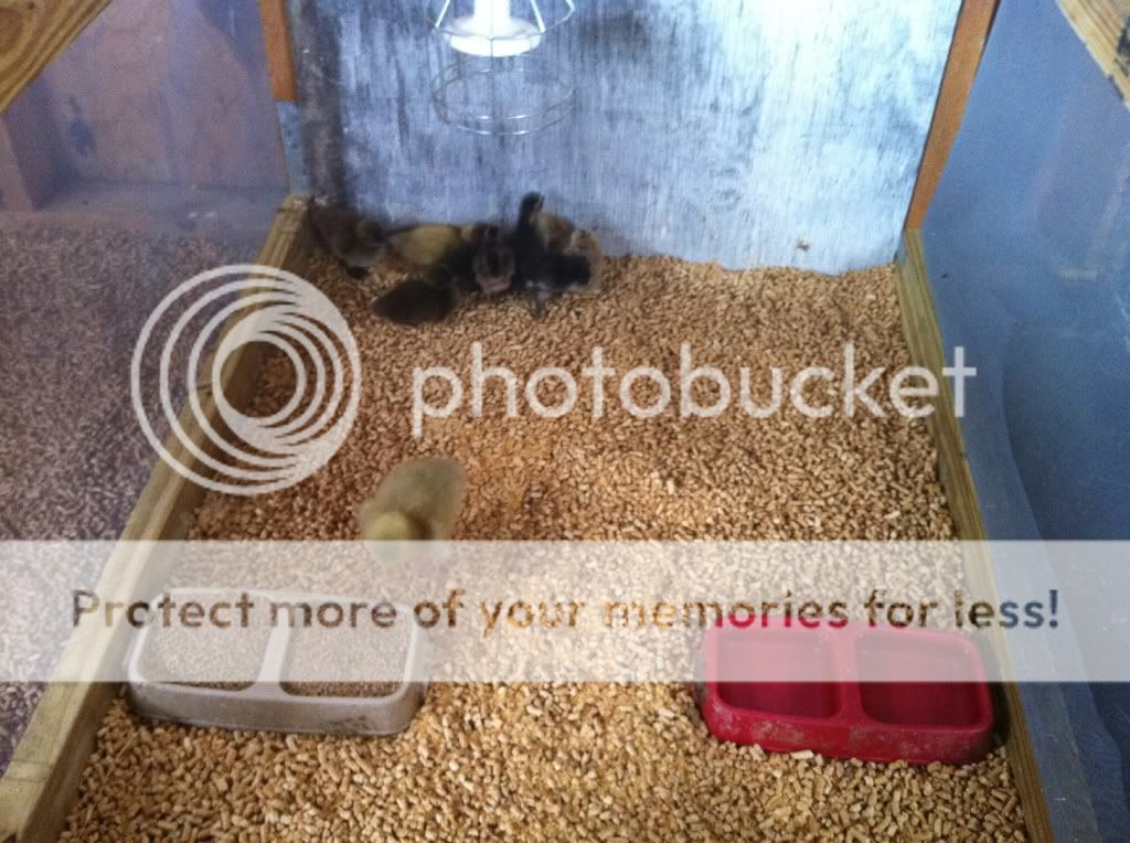 Duck brooder | BackYard Chickens - Learn How to Raise Chickens